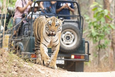Baras adında baskın bir dişi kaplan sıcak bir yaz günü vahşi yaşam safarisi sırasında Pench Tiger koruma sahasında turist arabalarıyla birlikte bölgede devriye geziyor.