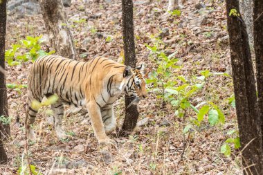 Sıcak bir yaz günü vahşi yaşam safarisi sırasında Pench Tiger arazisinde devriye gezen B2 adında baskın bir kaplan.