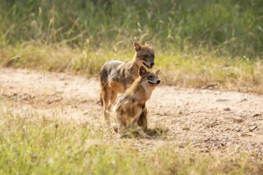 Vahşi yaşam safarisi sırasında kendilerini Pench Tiger arazisinde tımar eden iki çakal.