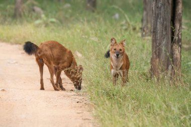 Bir grup kızılderili yaban köpeği nam-ı diğer Dhole vahşi yaşam safarisi sırasında Pench Tiger Reserve 'deki bölgelerinde devriye geziyorlar.