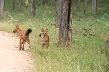 Bir grup kızılderili yaban köpeği nam-ı diğer Dhole vahşi yaşam safarisi sırasında Pench Tiger Reserve 'deki bölgelerinde devriye geziyorlar.