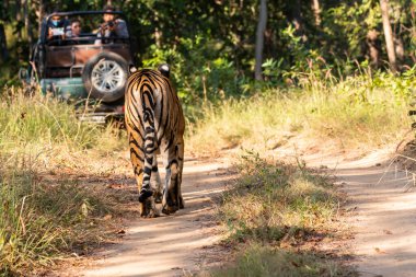 Baskın dişi kaplan Baras vahşi yaşam safarisi sırasında Pench Tiger arazisinde avını takip ediyor.