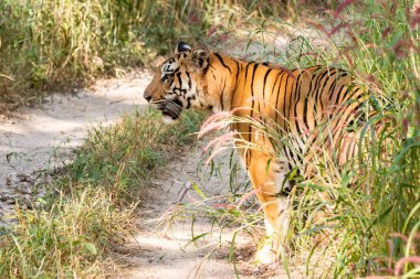 Baskın dişi kaplan Baras vahşi yaşam safarisi sırasında Pench Tiger arazisinde avını takip ediyor.