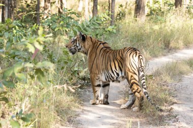 Baskın dişi kaplan Baras vahşi yaşam safarisi sırasında Pench Tiger arazisinde avını takip ediyor.