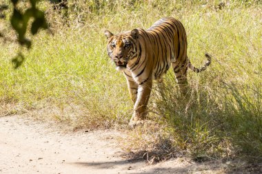 Baras adında güzel ve zarif bir kaplan vahşi yaşam safarisi sırasında Pench kaplanı koruma alanındaki çalılıklardan çıkıyor.
