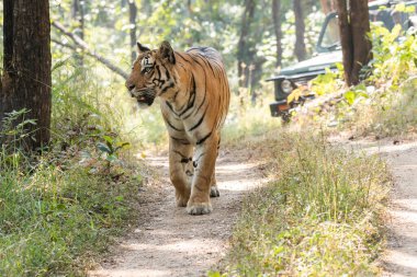 Sıcak bir yaz günü vahşi yaşam safarisi sırasında Pench Tiger Reserve bölgesinde devriye gezerken çalıların arasında otlayan Baras adında baskın bir kaplan.