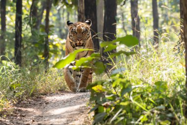 Sıcak bir yaz günü vahşi yaşam safarisi sırasında Pench Tiger Reserve bölgesinde devriye gezerken çalıların arasında otlayan Baras adında baskın bir kaplan.