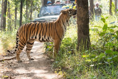 Sıcak bir yaz günü vahşi yaşam safarisi sırasında Pench Tiger Reserve bölgesinde devriye gezerken çalıların arasında otlayan Baras adında baskın bir kaplan.