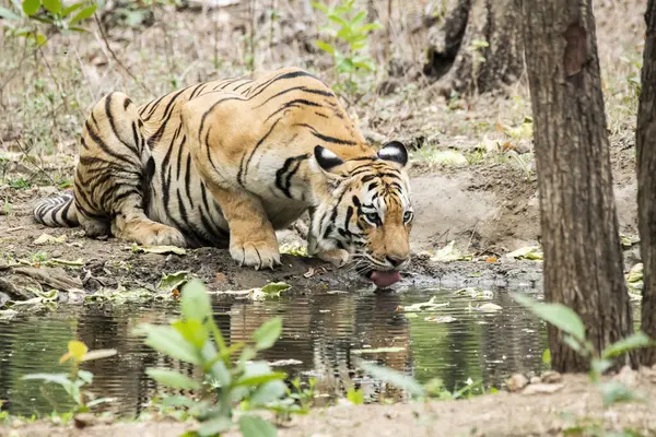 Baras adında baskın bir kaplan sıcak bir yaz günü vahşi yaşam safarisi sırasında Pench Tiger rezervindeki küçük bir su birikintisinden su içiyor.