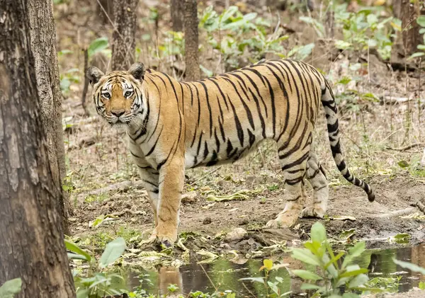 Baras adında baskın bir dişi kaplan, sıcak bir yaz günü vahşi yaşam safarisi sırasında Pench Tiger koruma alanındaki bir su birikintisinin etrafını kontrol ediyor.
