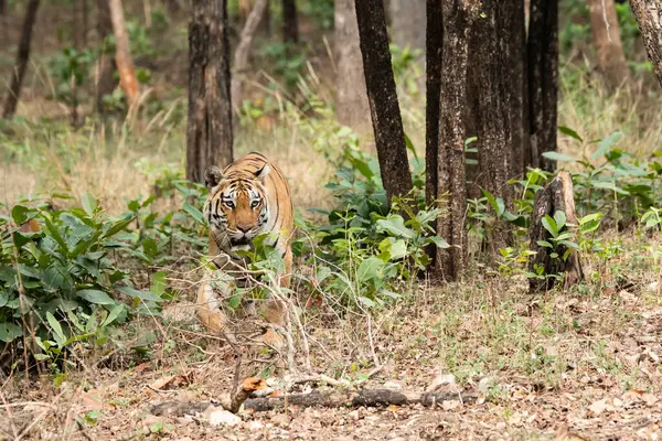 stock image A dominant tigress named Baras walking and patrolling her territory inside Pench Tiger reserve during a wildlife safari on a hot summer day