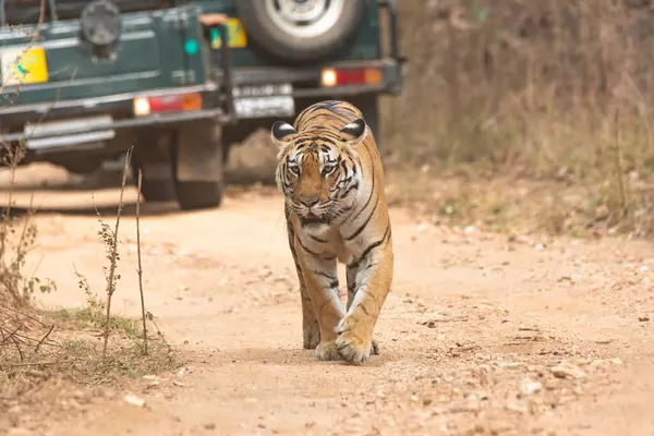 stock image A dominant tigress named Baras walking and patrolling her territory with gypsys of tourists vehicles behind her inside Pench Tiger reserve during a wildlife safari on a hot summer day