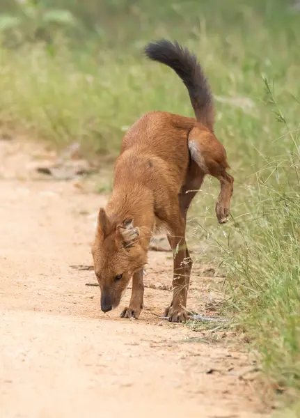 Bir grup kızılderili yaban köpeği nam-ı diğer Dhole vahşi yaşam safarisi sırasında Pench Tiger Reserve 'deki bölgelerinde devriye geziyorlar.