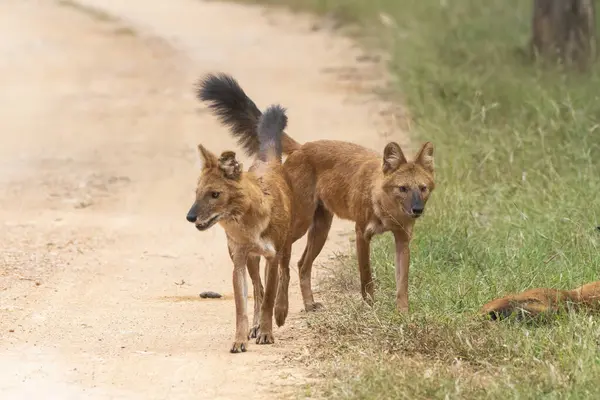 Bir grup kızılderili yaban köpeği nam-ı diğer Dhole vahşi yaşam safarisi sırasında Pench Tiger Reserve 'deki bölgelerinde devriye geziyorlar.