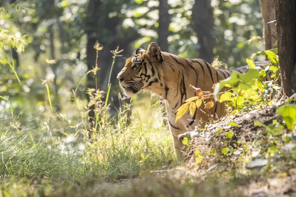 stock image A dominant tigress named Baras stalking a prey which is in the bushes grazing while patrolling her territory inside Pench Tiger Reserve during a wildlife safari on a hot summer day