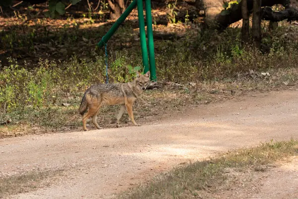 stock image A golden jackal patrolling his territory inside Pench tiger reserve during a wildlife safari