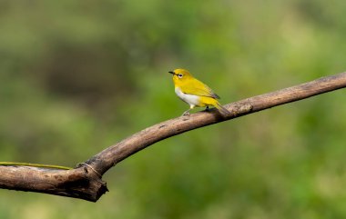 Hindistan 'ın Bangalore kenar mahallelerindeki ağaç dalına tünemiş bir doğulu beyaz göz (Hint beyaz gözü, Zosterops palpebrosus).
