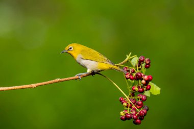 Hindistan 'ın Bangalore kenar mahallelerindeki ağaç dalına tünemiş bir doğulu beyaz göz (Hint beyaz gözü, Zosterops palpebrosus).