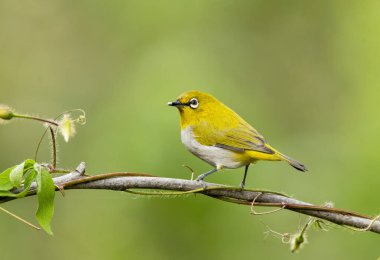 An oriental white eye (Indian white-eye, Zosterops palpebrosus), perched on tree branch in the outskirts of Bangalore, India clipart