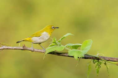 An oriental white eye (Indian white-eye, Zosterops palpebrosus), perched on tree branch in the outskirts of Bangalore, India clipart