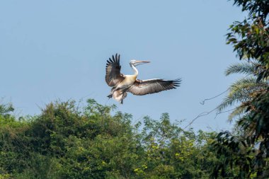 Hindistan, Karnataka Mysore kasabasının dışındaki Ranganthittu Kuş Sığınağı 'nın içinde uçan benekli bir pelikan.