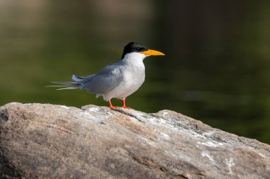Cauvery Nehri 'nde, Mysore' ın eteklerindeki Ranganathittu Kuş Sığınağı 'nda tekne gezisi sırasında bir kayanın üzerinde dinlenen bir nehir kırlangıcı.