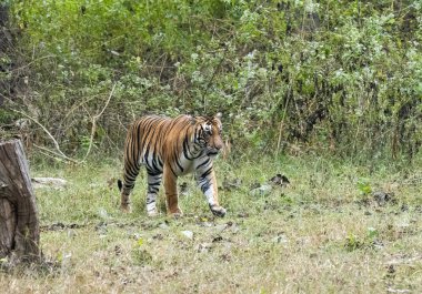 Vahşi yaşam safarisi sırasında Nagarhole Tiger Reserve 'in Kabini tarafında çalıların arasında yürüyen baskın bir kaplan.