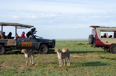 Safari araçları arasında yürüyen bir çita grubu arka planda safari araçlarıyla vahşi yaşam safarisi sırasında Masai Mara koruma sahasında
