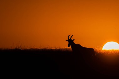 Arka planda batan güneşle huzur içinde duran bir erkek Impala. Kenya 'daki Masai Mara Ulusal Rezervi' nde dev bir turuncu top gibi. 
