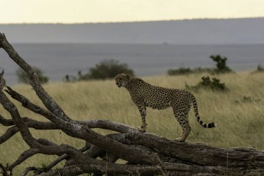 Bir çita grubu, arka planda safari araçlarıyla vahşi yaşam safarisi sırasında Masai Mara koruma alanında ölü ağaç kabuklarını işaretliyor.