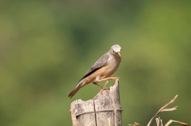 A chestnut-tailed starling perched on a small stump and feeding on paddy grains in the paddy fields on the outskirts of Shivamooga, Karnataka, India clipart