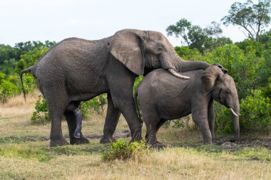 Kenya 'daki Masai Mara Ulusal Parkı' nda bebekli fil otluyor.