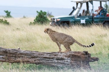 Bir çita grubu, arka planda safari araçlarıyla vahşi yaşam safarisi sırasında Masai Mara koruma alanında ölü ağaç kabuklarını işaretliyor.