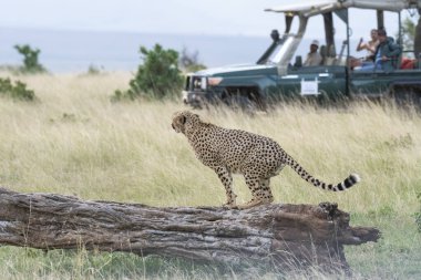 Bir çita grubu, arka planda safari araçlarıyla vahşi yaşam safarisi sırasında Masai Mara koruma alanında ölü ağaç kabuklarını işaretliyor.