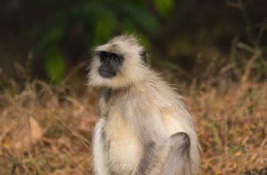 Bir Hanuman Langur maymunu vahşi yaşam safarisi sırasında Kabini Kaplan Koruma Alanında oturup rahatlamış.