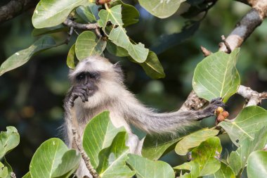 Bir Hanuman Langur maymunu Kabini Tiger Reserve, Hindistan 'da oturuyor ve rahatlıyor.