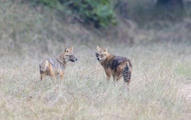 Vahşi yaşam safarisi sırasında Pench Tiger Reserve 'de sıcak bir yaz gününde safari yolunda yürüyen iki Hintli Çakal.