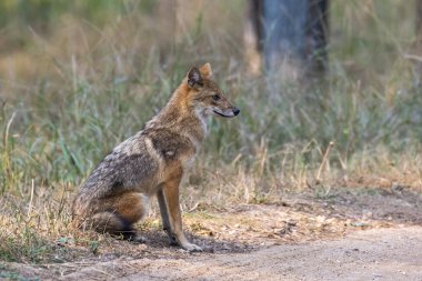 Vahşi yaşam safarisi sırasında Pench Tiger Reserve 'de sıcak bir yaz gününde safari pistinde oturan Hintli bir Çakal.