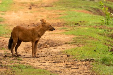 Hintli vahşi bir köpek nam-ı diğer Dhole bir geyikten uzaklaşıyor Nagarhole Tiger Reserve 'de vahşi yaşam safarisi sırasında öldürüyor.