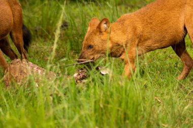 Hintli vahşi bir köpek nam-ı diğer Dhole vahşi yaşam safarisi sırasında Nagarhole Tiger Reserve 'de geyik avını bitiriyor.