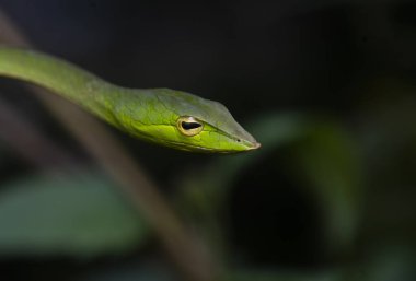 Yeşil bir sarmaşık yılanı, biraz zehirli olan küçük bir ağaç yılanıdır. Bu fotoğraf Hindistan 'ın Karnataka kentindeki Agumbe ormanlarında çekildi.