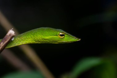 Yeşil bir sarmaşık yılanı, biraz zehirli olan küçük bir ağaç yılanıdır. Bu fotoğraf Hindistan 'ın Karnataka kentindeki Agumbe ormanlarında çekildi.