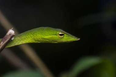 A green vine snake is small tree snake which is mildly venomous. This is photographed inside deep jungles of Agumbe in Karnataka, India during Monsoon herp  tours clipart