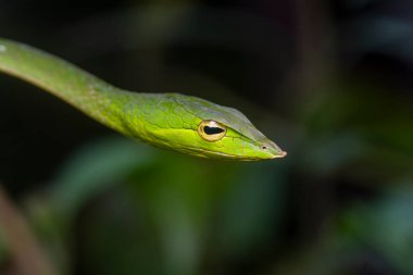 Yeşil bir sarmaşık yılanı, biraz zehirli olan küçük bir ağaç yılanıdır. Bu fotoğraf Hindistan 'ın Karnataka kentindeki Agumbe ormanlarında çekildi.