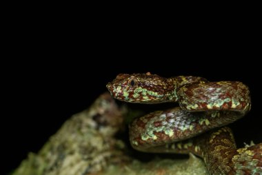 Karnataka 'daki Agumbe kasabasının varoşlarındaki ormanın derinliklerindeki bir ağaç kabuğunun üzerine kıvrılmış yeşil morflu bir yaban ördeği. Muson ziyareti sırasında.