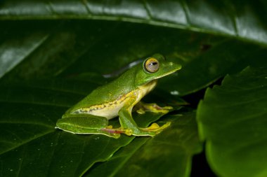 Karnataka 'daki Agumbe kasabasının ormanlarında yağmurlu bir günde yaprakların üzerinde dinlenen bir Malabar Süzülen Kurbağası.