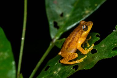 Agumbe kasabası, Karnataka 'nın ormanlarındaki bir ağacın tepesindeki mavi gözlü çalı kurbağası yağmurlu bir denizdeki uçuk turunda dinleniyor.