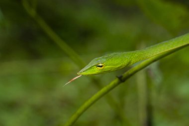 Yeşil bir sarmaşık yılanı, biraz zehirli olan küçük bir ağaç yılanıdır. Bu fotoğraf Hindistan 'ın Karnataka kentindeki Agumbe ormanlarında çekildi.