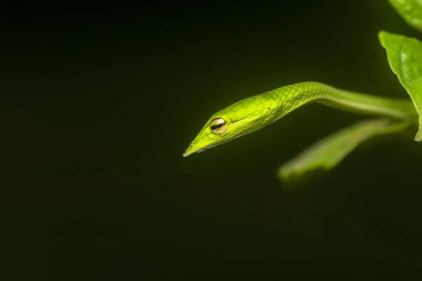 Yeşil bir sarmaşık yılanı, biraz zehirli olan küçük bir ağaç yılanıdır. Bu fotoğraf Hindistan 'ın Karnataka kentindeki Agumbe ormanlarında çekildi.