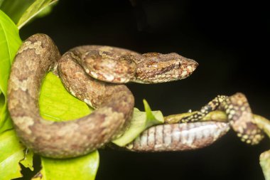 Kahverengi morflu bir yaban ördeği, Karnataka 'daki Agumbe kasabasının dış mahallelerindeki bir ağaç kabuğunun üzerine kıvrılmış. Muson ziyaretinde.